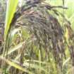 ব্ল্যাক রাইস ধান বীজ