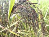 ব্ল্যাক রাইস ধান বীজ