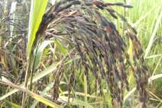 ব্ল্যাক রাইস ধান বীজ