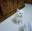 Pure White Persian Cat with Rare Two-Colored Eyes 👀 | Premium Quality 🐾