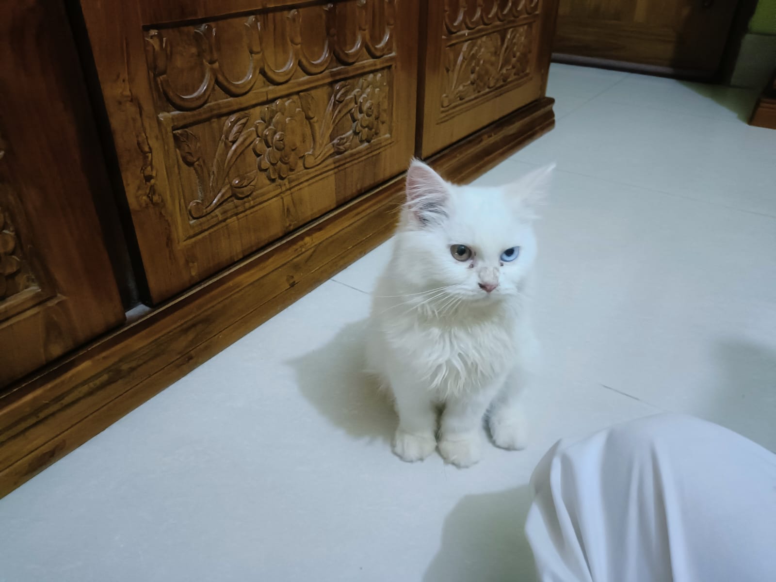 Pure White Persian Cat with Rare Two-Colored Eyes 👀 | Premium Quality 🐾
