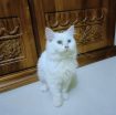 Pure White Persian Cat with Rare Two-Colored Eyes 👀 | Premium Quality 🐾