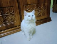 Pure White Persian Cat with Rare Two-Colored Eyes 👀 | Premium Quality 🐾