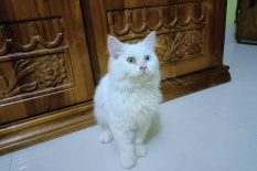 Pure White Persian Cat with Rare Two-Colored Eyes 👀 | Premium Quality 🐾